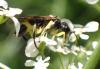 323949 – Photo : Catherine Reymonet-Smitten – France (19)